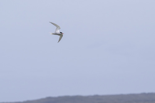Antarctic Tern (Sterna vittata), photo 7