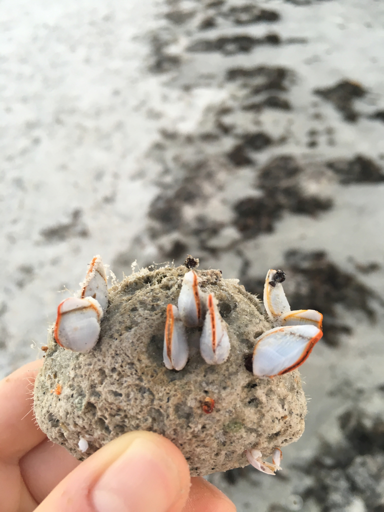 goose barnacle