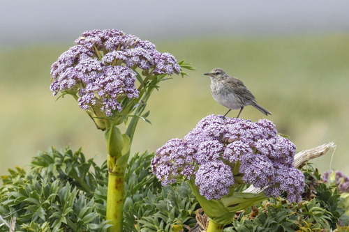 Neuseeland-Spornpieper (Anthus novaeseelandiae)