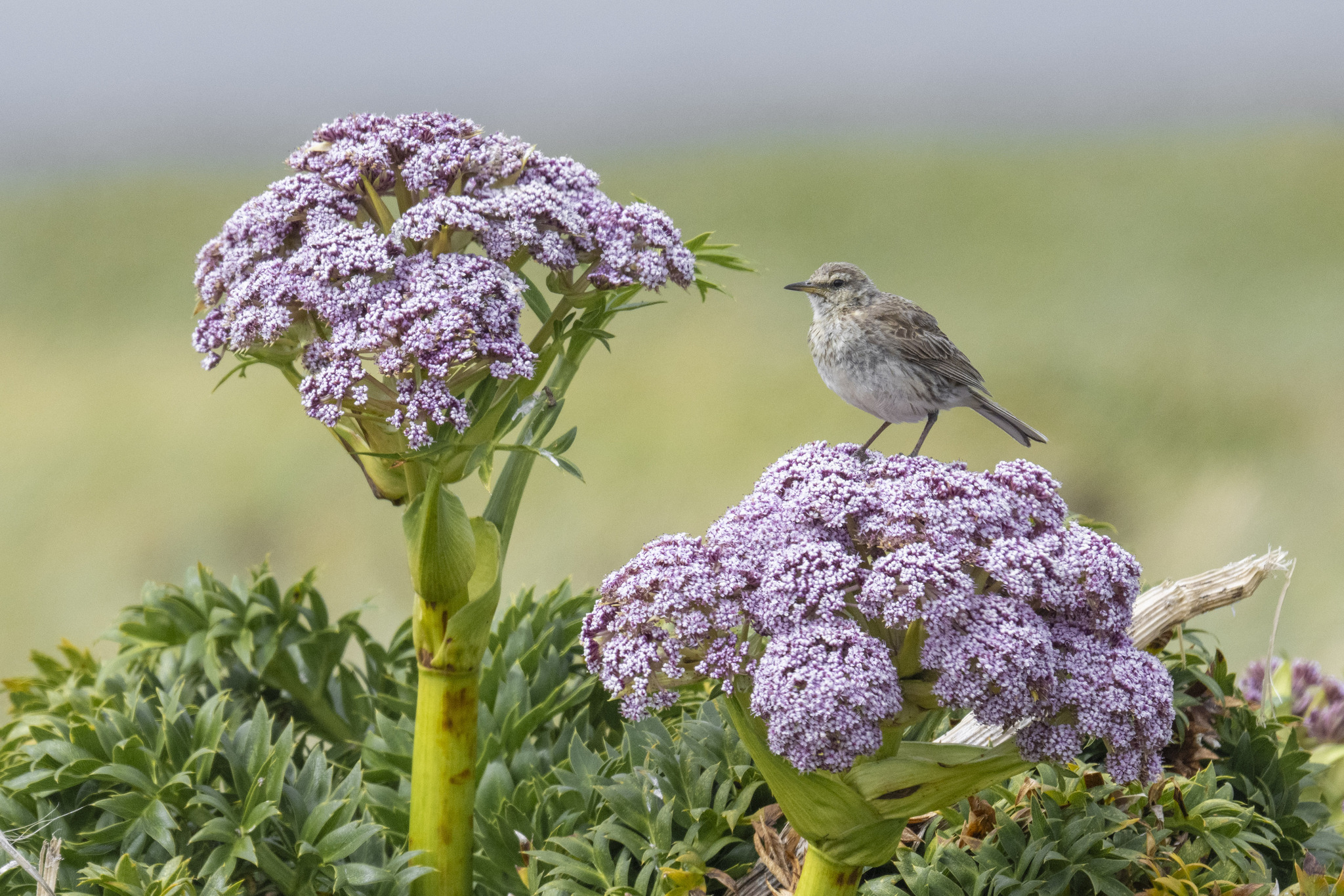 New Zealand Pipit illustration