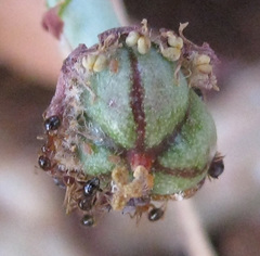 Anthacanthae