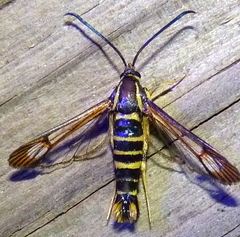 Synanthedon arkansasensis