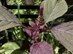 Amaranthus cruentus
