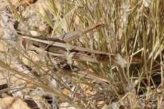 Austracris guttulosa