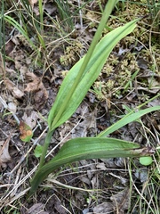 Platanthera integrilabia