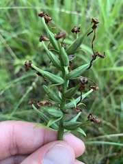 Platanthera integrilabia