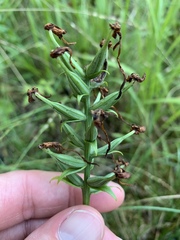 Platanthera integrilabia