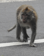 Macaca fascicularis