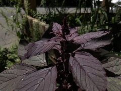 Amaranthus cruentus