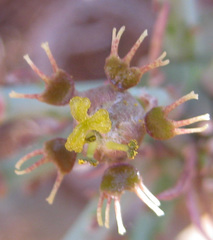 Anthacanthae