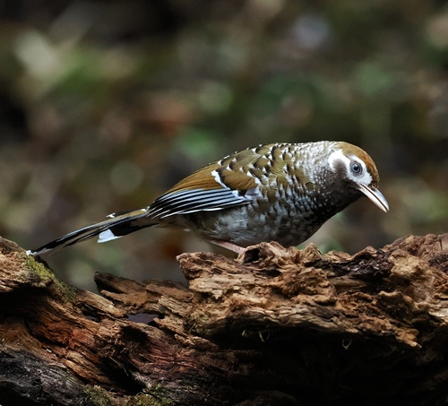 White-speckled Laughingthrush (Ianthocincla bieti), photo 3