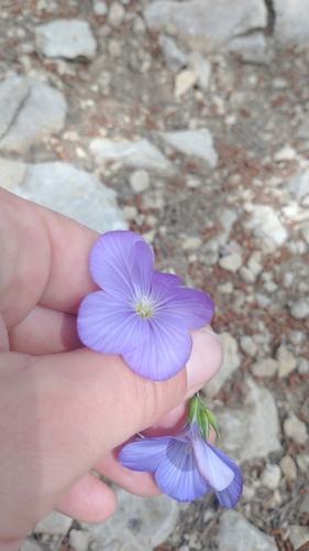 Image of Linum narbonense by (c) Gijs Romijn, some rights reserved (CC BY)
