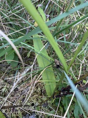 Platanthera integrilabia