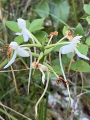 Platanthera integrilabia