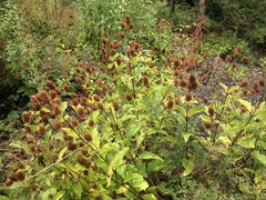 Lepechinia caulescens