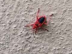 Probergrothius sanguinolens
