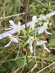 Platanthera integrilabia