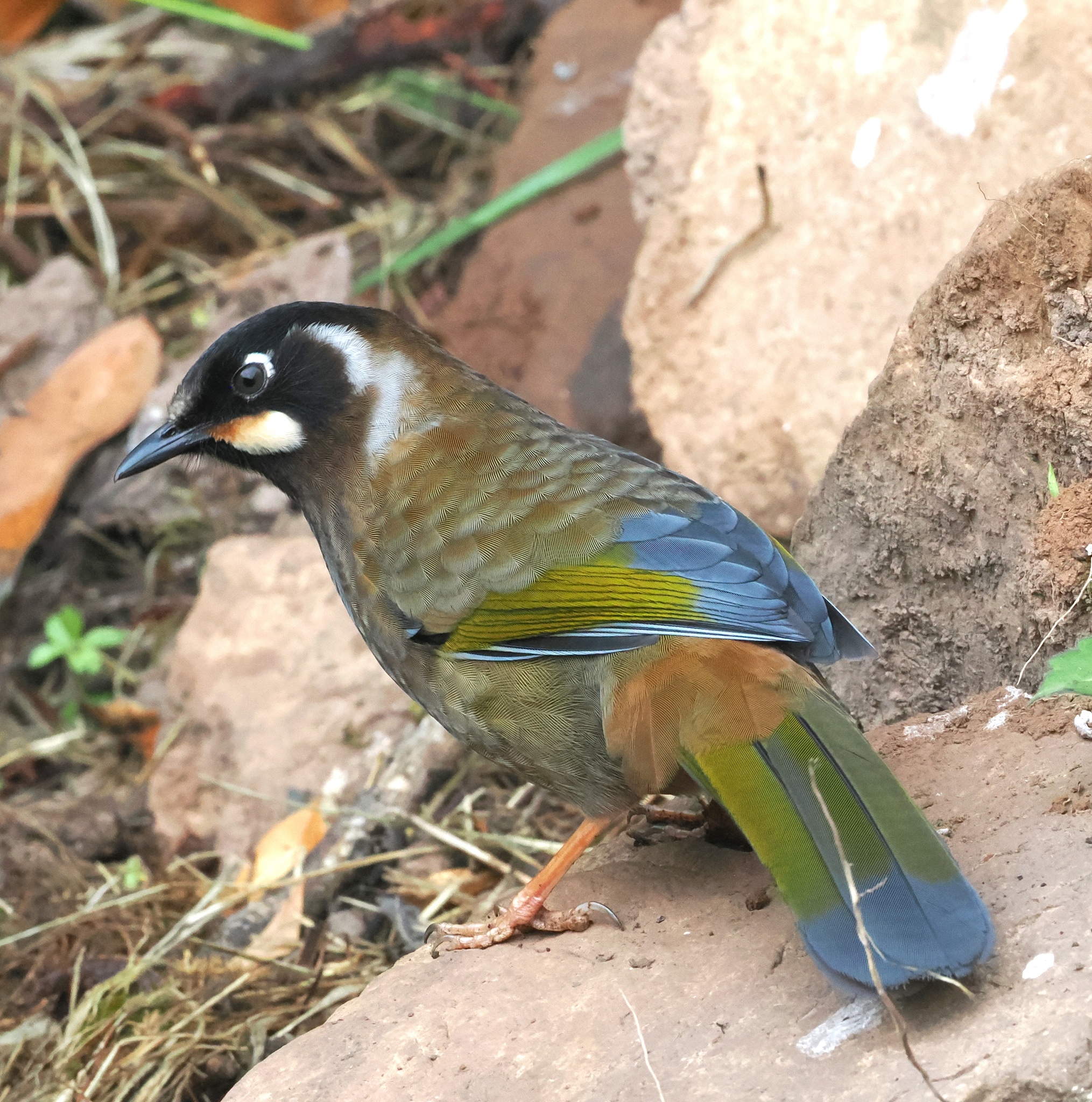 Black-faced Laughingthrush