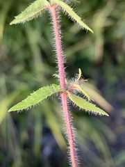 Gratiola pilosa