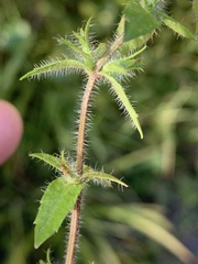 Gratiola pilosa