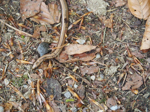 Westliche Blindschleiche