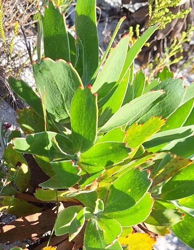 Image of Leucospermum cordifolium by (c) Adele SL, some rights reserved (CC BY)