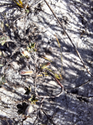Image of Indigofera glomerata by (c) Adele SL, some rights reserved (CC BY)