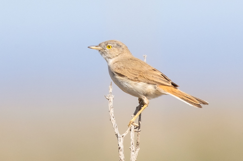 Curruca enana (Curruca nana)