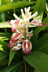 Alpinia calcarata