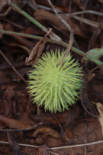 Image of Cucumis anguria by (c) Tony Rebelo, some rights reserved (CC BY-SA)
