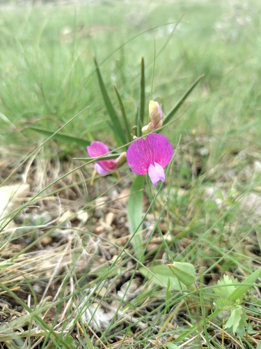 finger-like vetchling (Lathyrus digitatus)