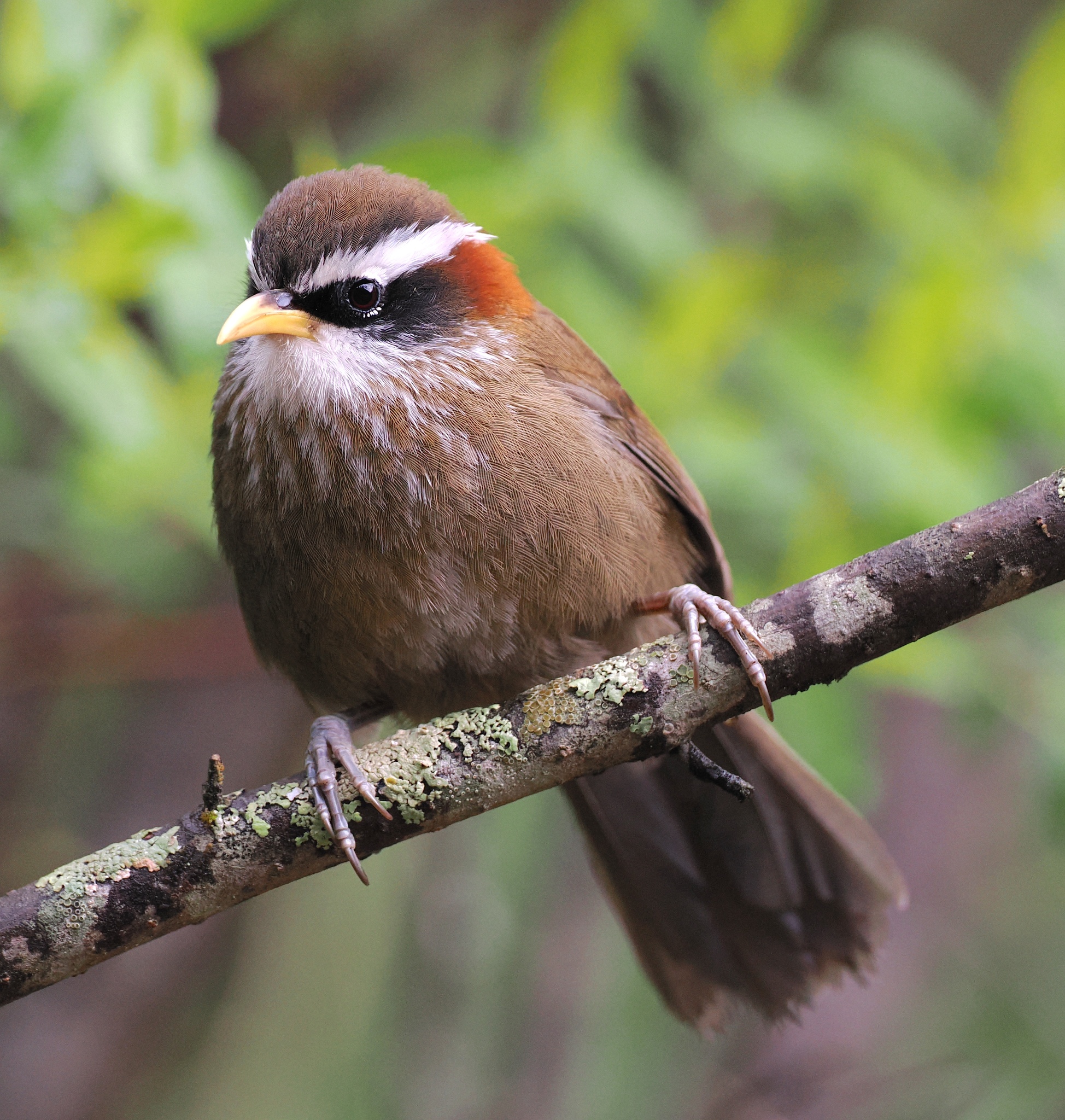 Streak-breasted Scimitar Babbler