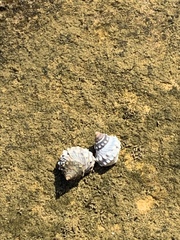 Nodilittorina pyramidalis