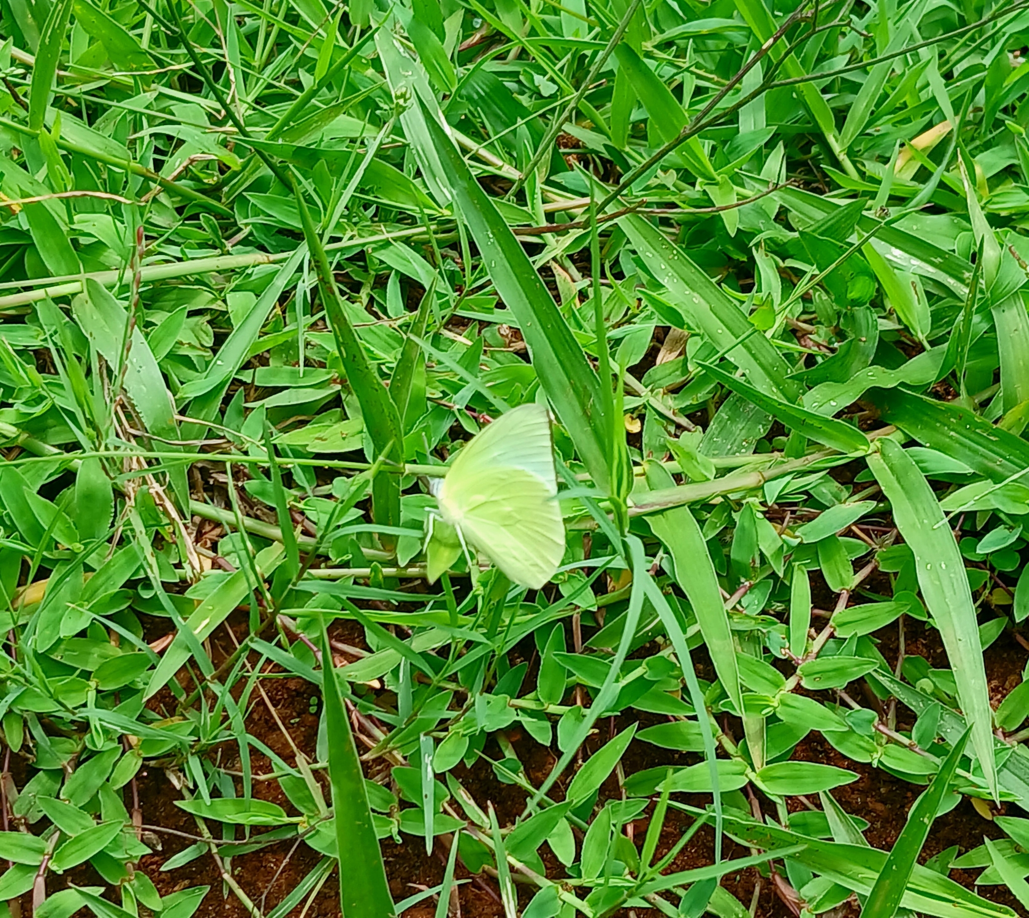 Lemon Emigrant