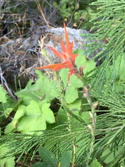 Castilleja disticha