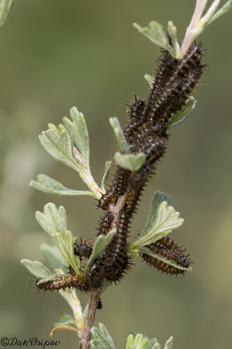 iNaturalist observation photo of Western Sheep Moth