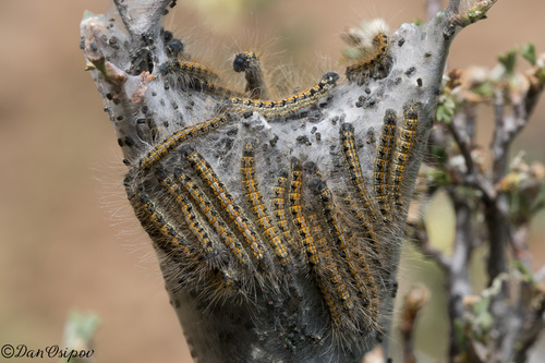 iNaturalist observation photo of Western Tent Caterpillar Moth