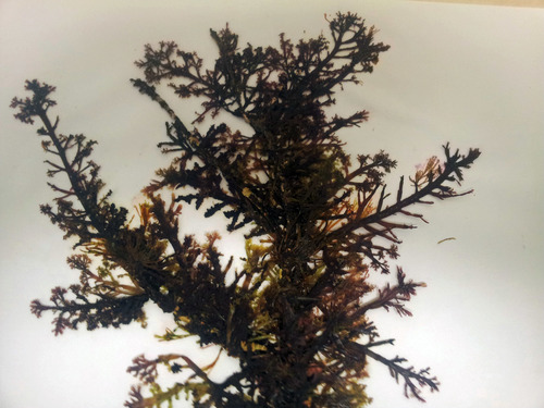 Representative image of Pterocladiaceae