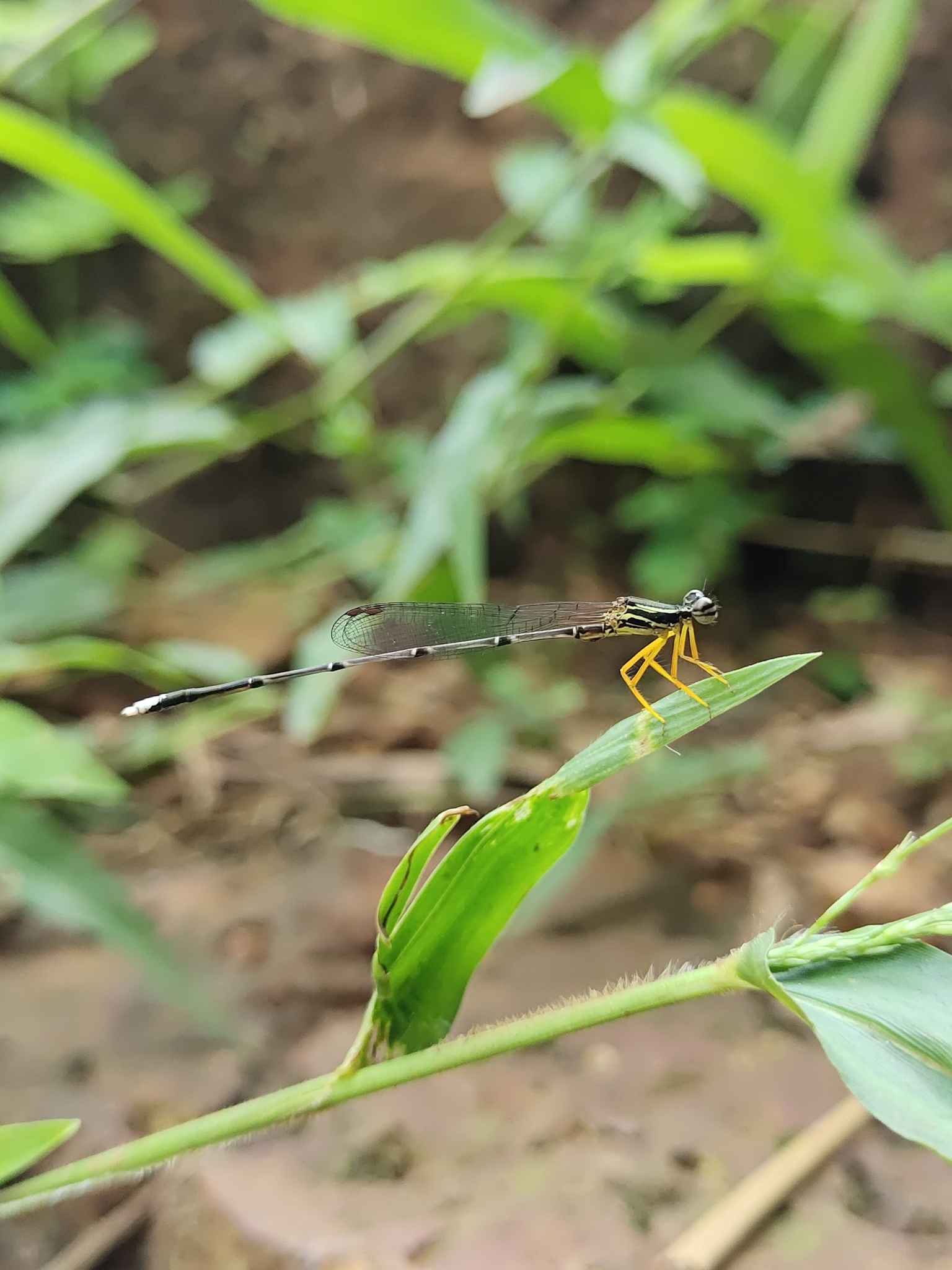 Yellow Featherleg