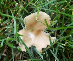 Melanoleuca griseobrunnea