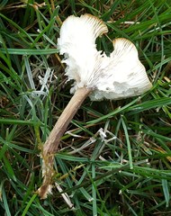 Melanoleuca griseobrunnea