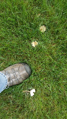 Melanoleuca griseobrunnea