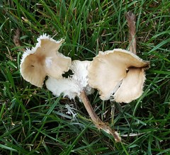 Melanoleuca griseobrunnea