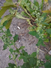 Chenopodium album