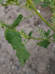 Chenopodium album