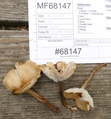 Melanoleuca griseobrunnea