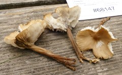 Melanoleuca griseobrunnea