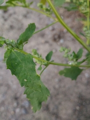 Chenopodium album