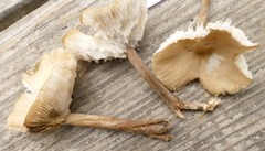 Melanoleuca griseobrunnea