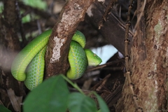 Trimeresurus vogeli